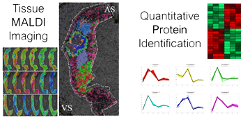 Structural determination and quantification of small molecules by RMN