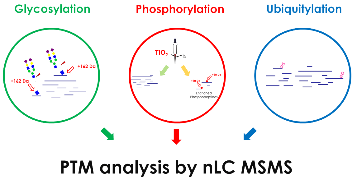 Structural determination and quantification of small molecules by RMN