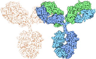 Generation of Mouse Monoclonal Antibodies