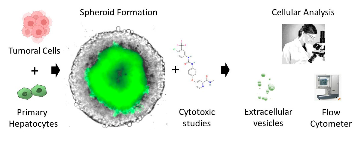 20240717_Exosomes_biomedicines_FR_JMF_web2.jpg