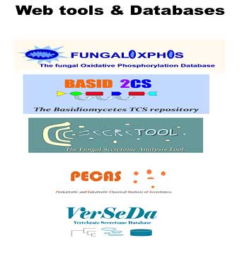 Bioinformatics Facility