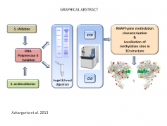 Azkargorta_et_al._Graphical_Abstract_1.png