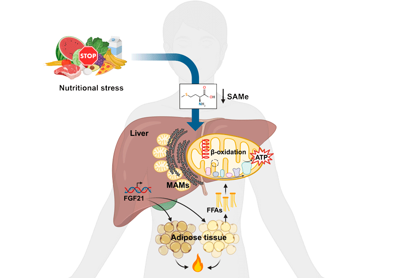 Cell-Metab---Press-release-CIC-bioGUNE_ExportWeb.png