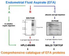 EFAprot1_1.png