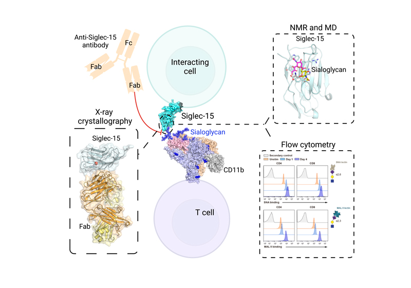 GraphicalAbstract_Siglec15_web.jpg