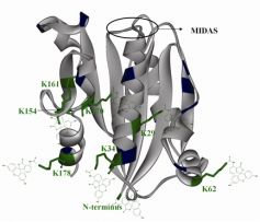 LFA-1_Idomain_1.jpg