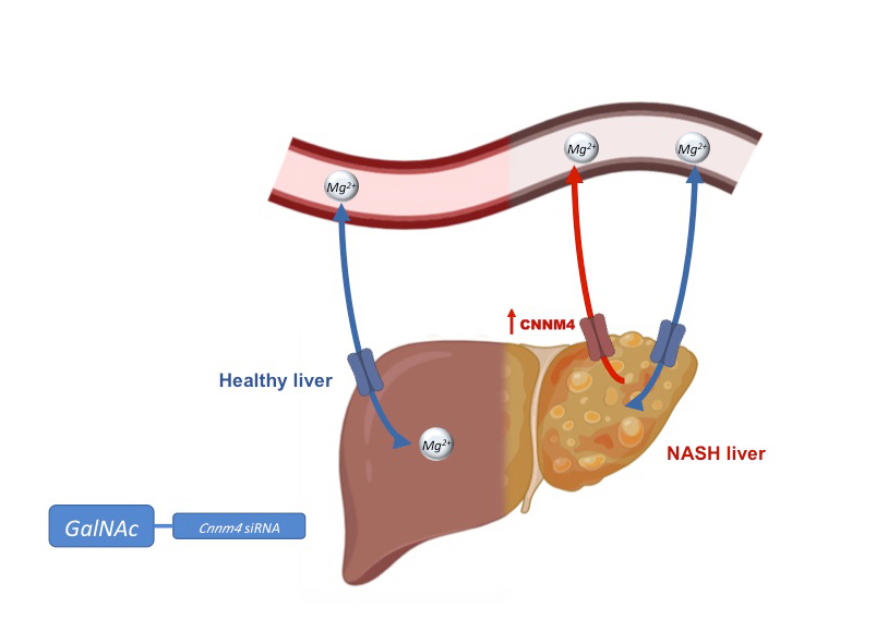 Liver.jpg