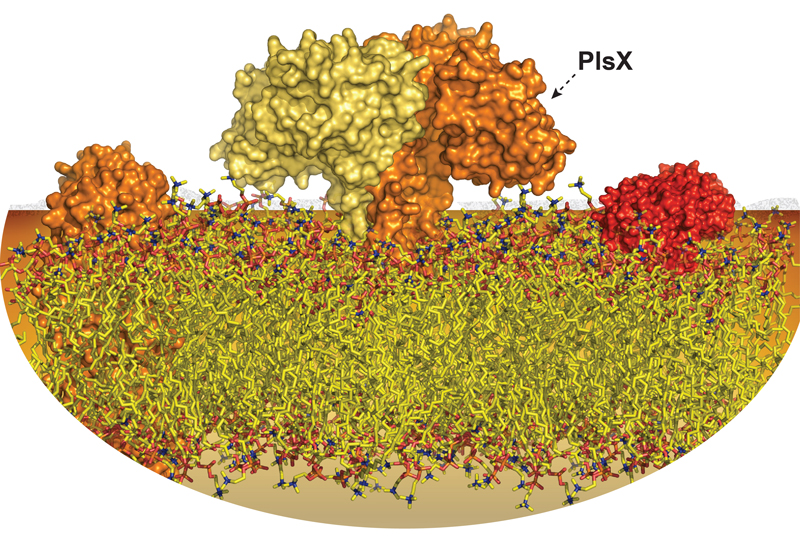 PlsX_CIC_Figure_mc.jpg