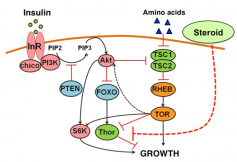 Steroids_and_Insulin_0.png