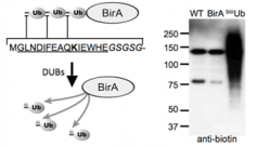 Ubiquitin_1.png