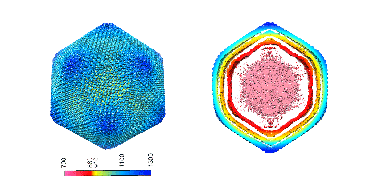 Virus_network_11112019.png