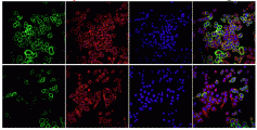 Vivanco_hypoxia_paper_fig.gif