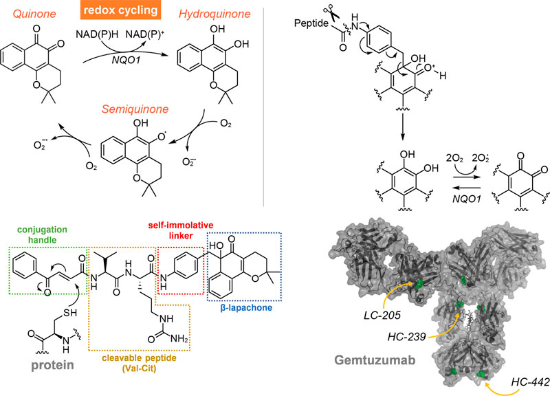 fig_quinone.jpg