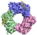 homotrimeric_PCNA__0.jpg