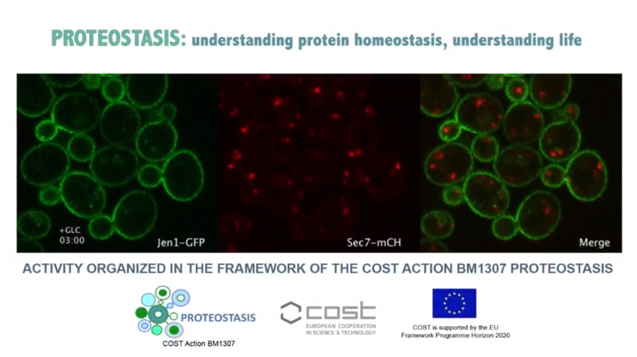 proteostasis.jpg