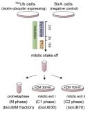 vivo-biotinylated_1.jpg